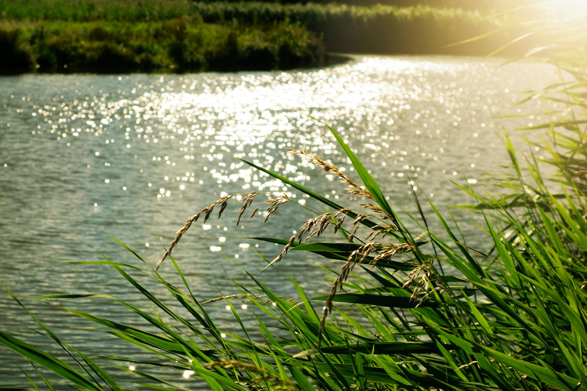 Sunlit water and reeds on the Mornington Peninsula
